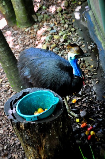 cassowary