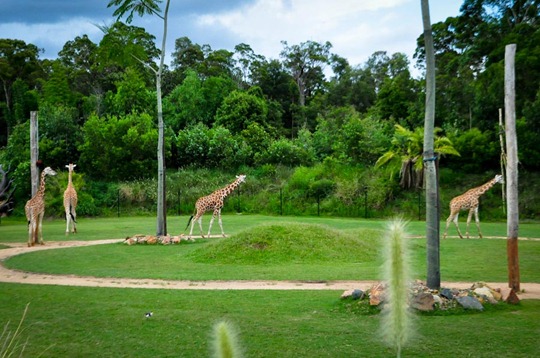 giraffe circle