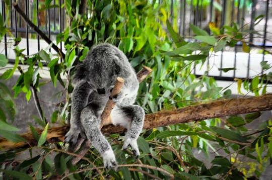 koala-sleep