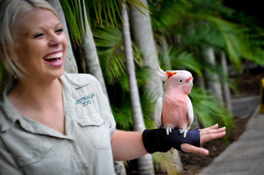 pink bird