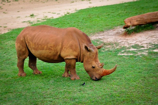 rhino-bird