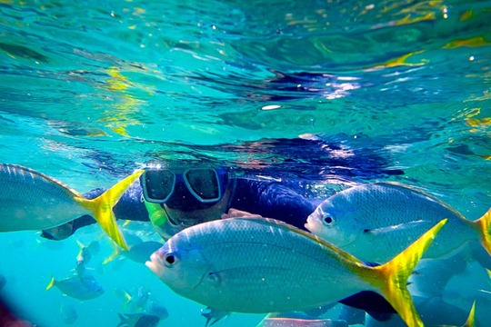 snorkeling-mantaray-bay