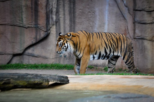 tiger-temple