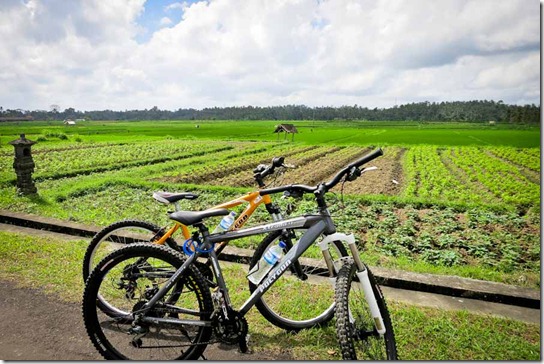 Bali Bikes