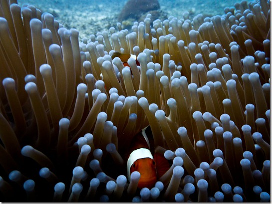 gili-clownfish