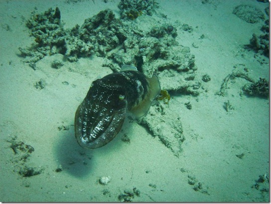 gili-cuttlefish