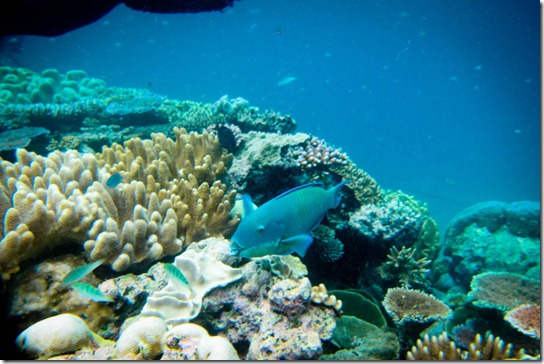 great-barrier-reef