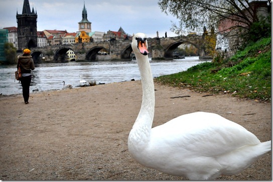 swan-prague