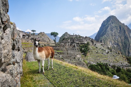 llama machu picchu