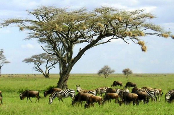 serengeti