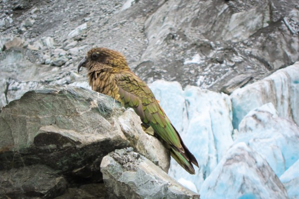 kea bird franz josef