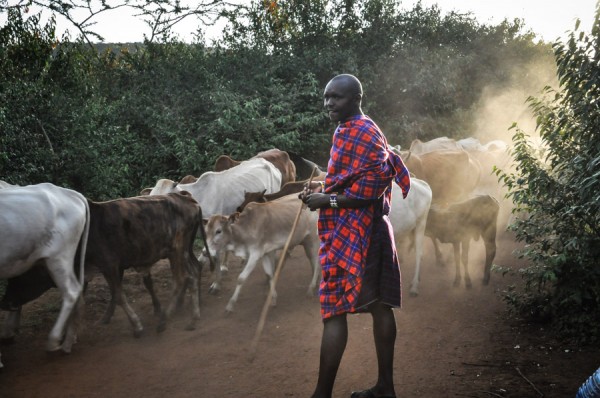 masai cows