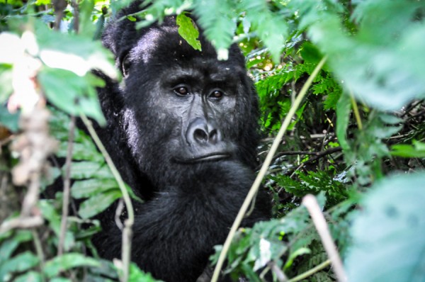 Gorilla Bwindi Uganda