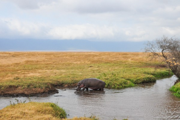 rhino in the serengeti