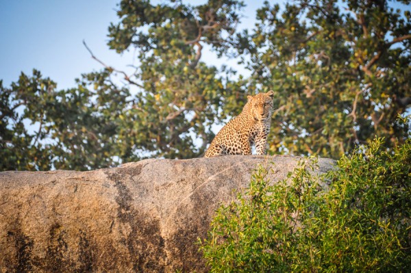 Leopard on hill