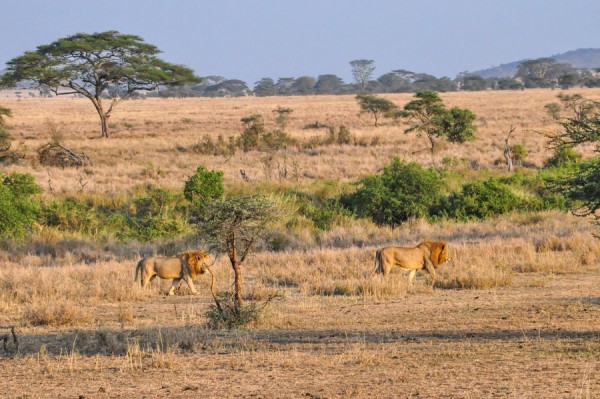 lions in the serengeti