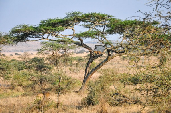 leopard in tree