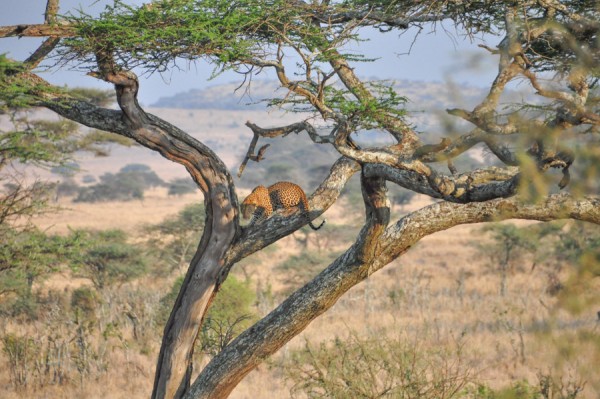 Leopard in tree