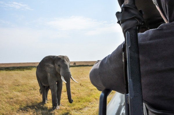 charging elephant