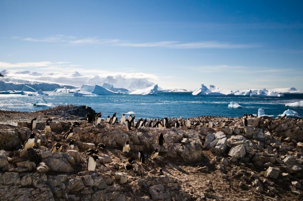 antarctica-penguins