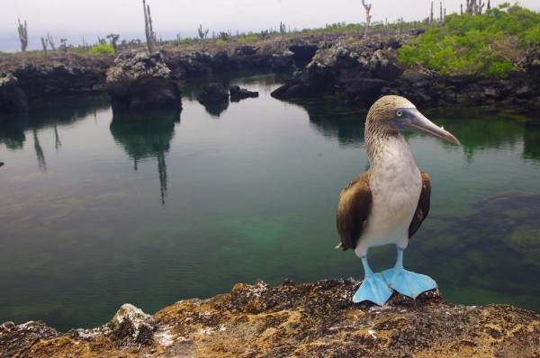 blue-booty-galapagos