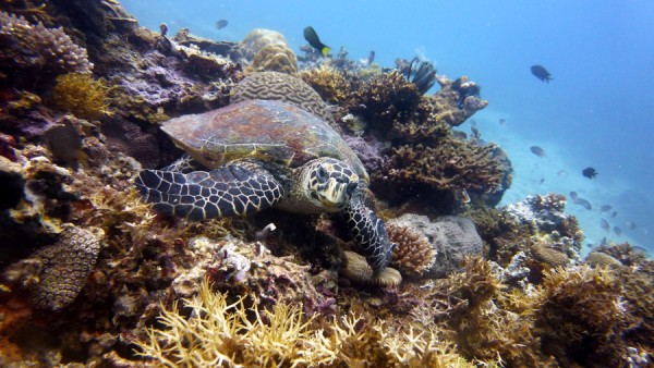 Turtle Scuba Diving Philippinesq