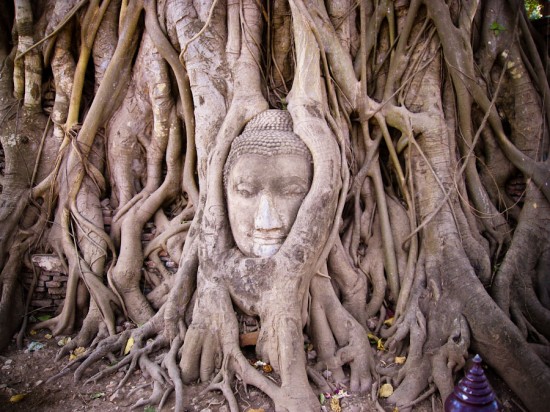Entwined Buddha head in tree
