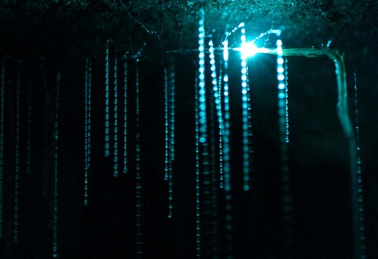 spellbound-glowworm-threads