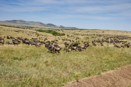 Our first game drive on Masai Mara Reserve - GQ trippin