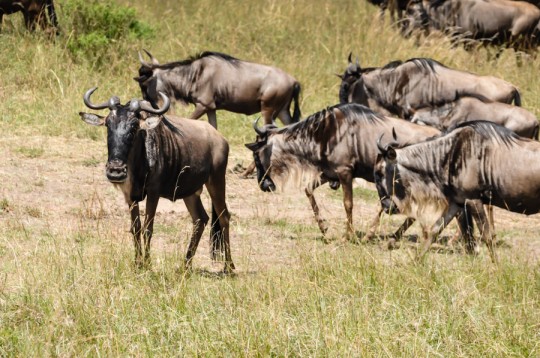 Our first game drive on Masai Mara Reserve - GQ trippin