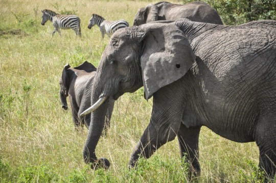 Our first game drive on Masai Mara Reserve - GQ trippin