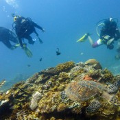 El Nido Turtle